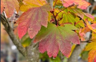 Afbeelding Japanse Esdoorn 'Vitifolium' - Acer japonicum 'Vitifolium'