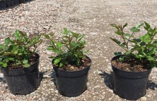 Afbeelding Heesterroos 'Scarlet Meidiland' - Rosa (H) Scarlet Meidiland