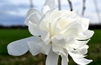 Afbeelding Magnolia Wildcat - Magnolia X loebneri 'Wildcat'