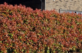 Afbeelding Glansmispel - Photinia fraseri 'Red Robin'