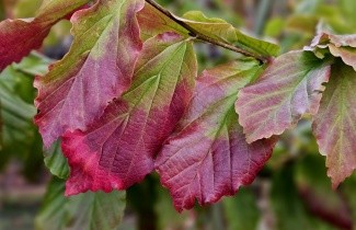Afbeelding Parrotia persica klauterstruik voor de kleintjes - Parrotia persica Vanessa