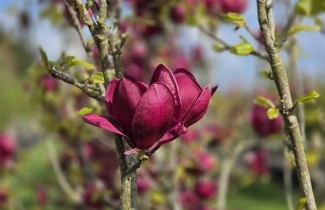 Afbeelding Magnolia 'Genié' - Magnolia 'Genié'