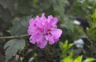 Afbeelding Altheastruik  'Ardens' - Hibiscus syriacus 'Ardens'