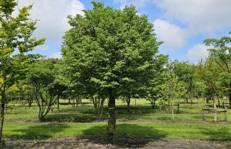 Afbeelding Winterlinde 'Böhlje' - Tilia cordata 'Böhlje'