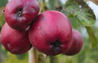 Afbeelding Appel 'Gala' - Malus domestica 'Gala'