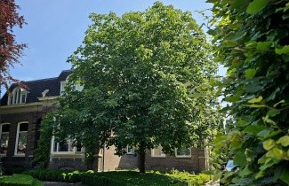 Afbeelding Rode Paardenkastanje 'Briotii' - Aesculus x carnea 'Briotii'