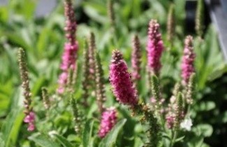 Afbeelding Aar-ereprijs - Veronica spicata 'Heidekind'