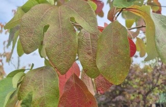 Afbeelding Sassafras - Sassafras albidum