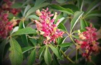 Afbeelding Rode dwergpaardekastanje - Aesculus pavia 'Koehnei'