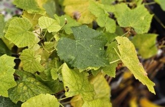 Afbeelding Witte druif 'Himrod' - Vitis vinifera 'Himrod'