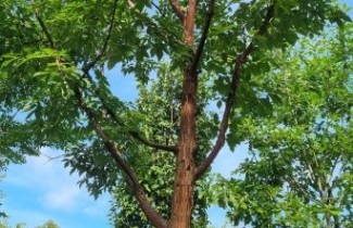 Afbeelding Papieresdoorn 'nikoense' - Acer griseum x nikoense