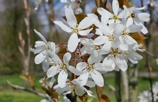 Afbeelding Krentenboompje, heester - Amelanchier laevis 'Snowflakes'
