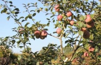 Afbeelding Appel 'Fuji Kiki 8'  - Malus domestica 'Fuji Kiki 8'