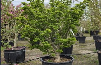 Afbeelding Japanse Esdoorn 'Shishigashira' - Acer palmatum 'Shishigashira'