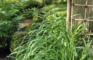 Afbeelding Daglelie wit - Hemerocallis 'Gentle Shepherd'