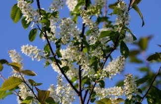 Afbeelding Europese vogelkers - Prunus padus