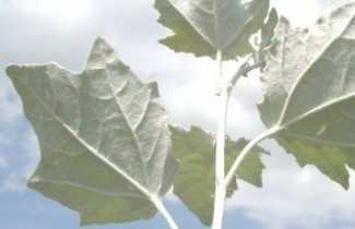 Afbeelding Witte Abeel, Populier - Populus alba