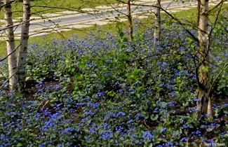 Afbeelding Kaukasisch vergeet-mij-nietje - Brunnera macrophylla