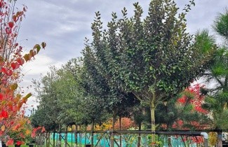 Afbeelding Olijfwilg 'Compacta' - Elaeagnus ebbingei 'Compacta'
