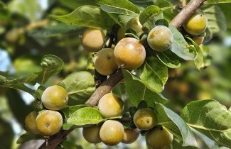 Afbeelding Kaki boom 'Nikita's Gift' - Diospyros 'Nikita's Gift'