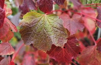 Afbeelding Wilde wingerd als zelfhechtende klimplant - Parthenocissus tri. 'Veitchii'