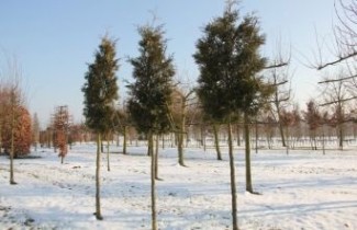 Afbeelding Conifeer 'Brabant' - Thuja occidentalis Brabant