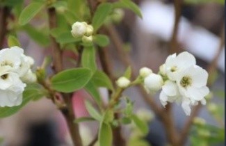 Afbeelding Parelstruik 'Niagara' - Exochorda racemosa 'Niagara'