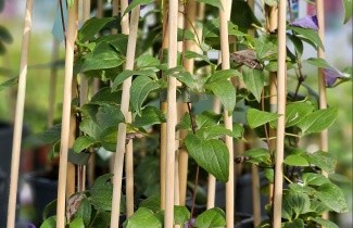 Afbeelding Bosrank 'Paul Farges' - Clematis 'Paul Farges'