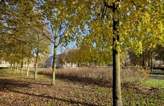 Afbeelding Zomerlinde - Tilia platyphyllos