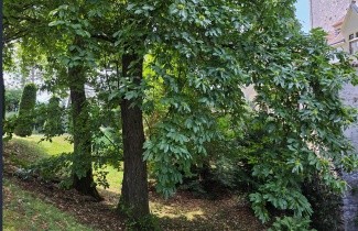 Afbeelding Tamme Kastanje - Castanea sativa
