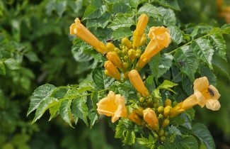 Afbeelding Trompetklimmer 'Flava' - Campsis radicans 'Flava'