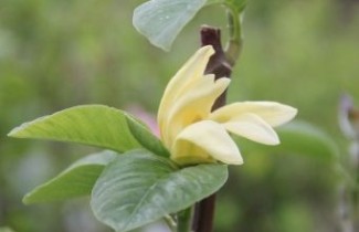 Afbeelding Magnolia 'Daphne' - Magnolia 'Daphne'