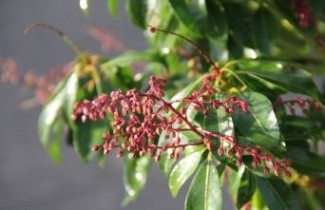 Afbeelding Rotsheide 'Valley Valentine' - Pieris japonica 'Valley Valentine'