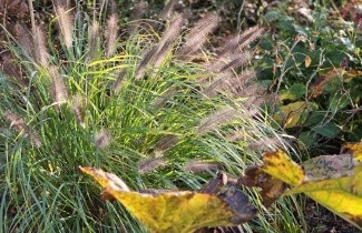 Afbeelding Lampenpoetsersgras 'Red Head' - Pennisetum alopecuroides 'Red Head'