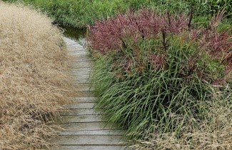Afbeelding Prachtriet 'Red Cloud' - Miscanthus sinensis 'Red Cloud'