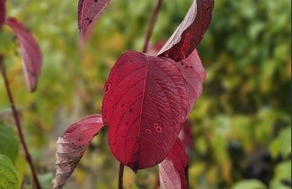 Afbeelding Kornoelje 'Sibirica' - Cornus alba 'Sibirica'