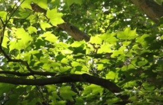 Afbeelding Kolchische esdoorn - Acer cappadocicum