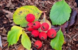 Afbeelding Meidoorn - Crataegus x lavallei 'Carrierei'