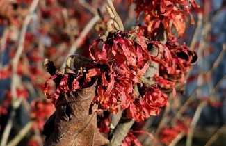 Afbeelding Toverhazelaar 'Diane' - Hamamelis x intermedia 'Diane'