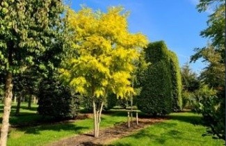 Afbeelding Gele Acacia - Robinia pseudoacacia 'Frisia'