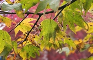 Afbeelding Japanse Esdoorn - Acer palmatum 'Tsumabeni'