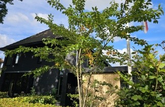 Afbeelding Japanse sierkers 'Accolade' - Prunus 'Accolade'
