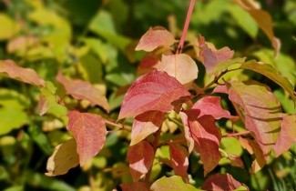 Afbeelding Kornoelje 'Midwinter Fire' - Cornus sanguinea 'Midwinter Fire'