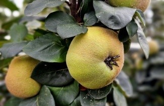 Afbeelding Kweepeer - Cydonia oblonga 'Champion'