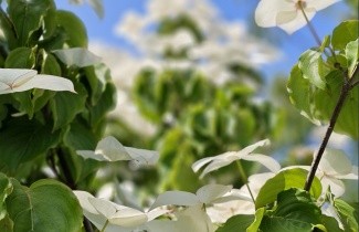 Afbeelding Japanse grootbloemige kornoelje chinensis - Cornus kousa chinensis