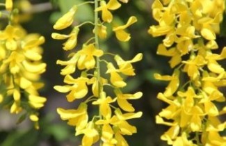 Afbeelding Goudenregen - Laburnum wateri 'Vossii'