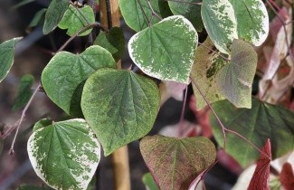 Afbeelding Amerikaanse Judasboom 'Carolina Sweatheart' - Cercis canadensis 'Carolina Sweatheart'