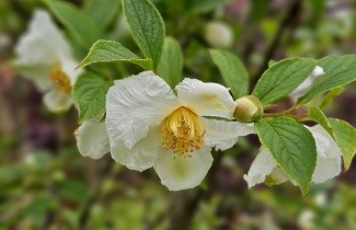Afbeelding Schijncamelia - Stewartia pseudocamellia