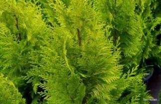 Afbeelding Gele Californische cypres - Chamaecyparis lawsoniana 'Ivonne'