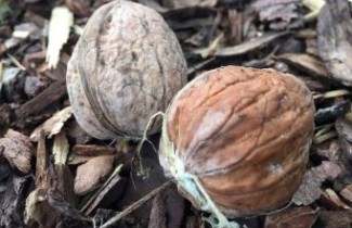 Afbeelding Walnoot, Okkernoot - Juglans regia 'Jupiter'